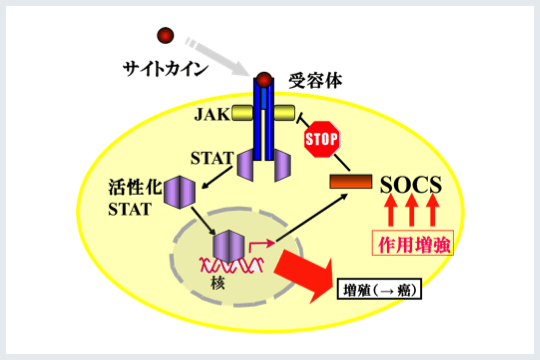 サイトカインシグナル阻害分子を用いた新規遺伝子治療薬イメージ