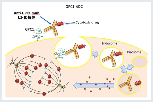 がん細胞特異的抗原を標的とした抗体薬物複合体イメージ